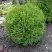 Туя ХОЗЕРИ западная в Светлогорске