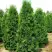 Туя ПИРАМИДАЛИС КОМПАКТА западная в Светлогорске