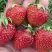 Клубника ВИМА ЗАНТА в Светлогорске