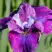 Ирис СИ Я ЛЕЙТЕР сибирский в Светлогорске