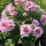 Пион РОЗОВАЯ РЕКА древовидный в Светлогорске