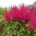 Астильба САННИ ДЕЙ гибридная в Светлогорске