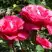 Роза ВИЕН РОУЗ чайно-гибридная в Светлогорске
