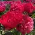 Пион БЕЛГРАВИЯ травянистый в Светлогорске
