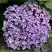 Гортензия АИША крупнолистная  в Светлогорске