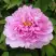 Пион ПРОЗРАЧНАЯ РОСА древовидный в Светлогорске