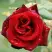 Роза ТАБУ чайно-гибридная в Светлогорске