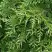 Туя СМАРАГД ВАРИЕГАТА западная в Светлогорске