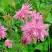 Аквилегия БАРЛОУ ПИНК гибрид МакКаны в Светлогорске