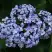 Гортензия АИША крупнолистная  в Светлогорске