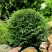 Туя ДАНИКА западная в Светлогорске