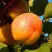 Абрикос СПАДЧЫНА в Светлогорске
