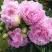 Пион ДИННЕР ПЛЕЙТ травянистый в Светлогорске