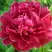 Пион КИТАЙСКИЙ ШЕЛК травянистый в Светлогорске