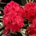 Рододендрон МАТАДОР в Светлогорске
