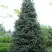Пихта белая в Светлогорске