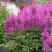 Астильба АМЕТИСТ Арендса в Светлогорске