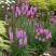 Лиатрис РОЗЕА колосковая в Светлогорске