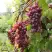 Виноград КИШМИШ ЗАПОРОЖСКИЙ в Светлогорске