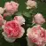 Роза ФИЛИНГ чайно-гибридная в Светлогорске