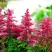 Астильба ЮНИК КАРМИН гибридная в Светлогорске