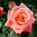 Роза ВАУ чайно-гибридная в Светлогорске