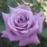 Роза МАЙЗЕР чайно-гибридная в Светлогорске