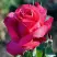 Роза ВИЕН РОУЗ чайно-гибридная в Светлогорске