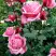 Роза ЭЙФЕЛЕВА БАШНЯ чайно-гибридная в Светлогорске