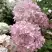 Гортензия БОМБШЕЛ метельчатая в Светлогорске