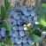 Голубика НОРТЛАНД в Светлогорске