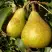 Груша ГЕНЕРАЛ ЛЕКЛЕРК в Светлогорске