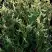 Туя ГОЛД ПЕРЛ западная в Светлогорске