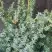 Можжевельник БЛЮ АЛЬПС китайский  в Светлогорске