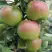 Яблоня МОСКОВСКОЕ ЗИМНЕЕ в Светлогорске