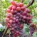 Виноград КРАСОТКА в Светлогорске