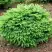 Ель НИДИФОРМИС обыкновенная в Светлогорске