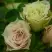 Роза ГРИН ДАЙМОНД миниатюрная в Светлогорске