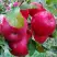 Яблоня АЙДАРЕД в Светлогорске