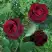 Роза ПАПА МЕЙЯН чайно-гибридная в Светлогорске