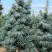 Пихта КОНКОЛОР в Светлогорске