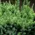 Можжевельник ХОЛГЕР чешуйчатый в Светлогорске
