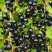 Смородина чёрная ИЗЮМНАЯ в Светлогорске