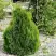 Туя МИКИ западная в Светлогорске