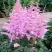 Астильба ГИАЦИНТ Арендса в Светлогорске