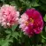Пион ДВЕ СЕСТРЫ древовидный в Светлогорске
