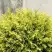 Туя ГОЛДЕН ГЛОБ западная в Светлогорске