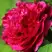 Пион НОЧНЫЕ ГРЕЗЫ древовидный в Светлогорске
