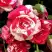 Роза ФАЙЕР ВОРКС миниатюрная в Светлогорске