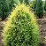 Можжевельник ГОЛД КОН обыкновенный в Светлогорске